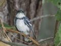 Cerulean Warbler - Gatling Point Rec Area (36.5575,-87.9038), Stewart, Tennessee, United States, June 21, 2024