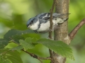 Cerulean Warbler - Gatling Point Rec Area (36.5575,-87.9038), Stewart, Tennessee, United States, June 21, 2024