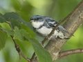 Cerulean Warbler - Gatling Point Rec Area (36.5575,-87.9038), Stewart, Tennessee, United States, June 21, 2024