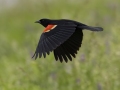 Red-winged Blackbird - Indian Mound - Steward County - TN, May 10 2024