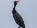 Double-crested Cormorant - Cheatham Dam Right Bank - Cheatham County, TN - May 16, 2024