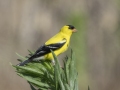 American Goldfinch - Tennessee NWR--Duck River Unit--Pool 2/Clear Lake, Humphreys, Tennessee, United States, June 6, 2024