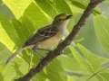 White-eyed Vireo