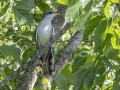 Yellow-billed Cuckoo - Tennessee NWR- Duck River - Kentucky Lake, Humphreys County, TN, May 30, 2024