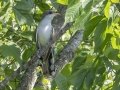 Yellow-billed Cuckoo - Tennessee NWR- Duck River - Kentucky Lake, Humphreys County, TN, May 30, 2024