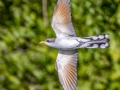 Yellow-billed Cuckoo - Tennessee NWR- Duck River Unit - Pool 2 - Clear Lake, Humphreys County, TN, May 30, 2024