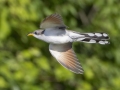 Yellow-billed Cuckoo - Tennessee NWR- Duck River Unit - Pool 2 - Clear Lake, Humphreys County, TN, May 30, 2024