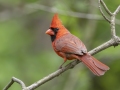 Northern Cardinal -  Barkley Wildlife Management Area - Stewart County - TN, April 29, 2024