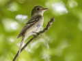 Acadian Flycatcher - Gatling Point Rec Area (36.5575,-87.9038), Stewart, Tennessee, United States, June 21, 2024