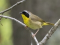 Common Yellowthroat -  Barkley Wildlife Management Area - Stewart County - TN, April 29, 2024