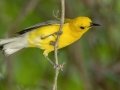 Prothonotary Warbler - Gatling Point Rec Area (36.5575,-87.9038), Stewart, Tennessee, United States, June 21, 2024