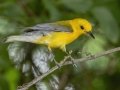 Prothonotary Warbler - Gatling Point Rec Area (36.5575,-87.9038), Stewart, Tennessee, United States, June 21, 2024