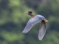 Green Heron - Indian Mound - Steward County - TN, May 10 2024