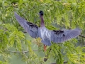 Green Heron - Indian Mound - Steward County - TN, May 10 2024