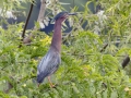 Green Heron - Indian Mound - Steward County - TN, May 10 2024