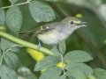 White-eyed Vireo - 208–336 River Rd, Dover US-TN 36.50886, -87.84361, Stewart, Tennessee, June 22, 2024
