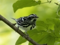 Black-and-white Warbler -  Barkley Wildlife Management Area - Stewart County - TN, May 5, 2024