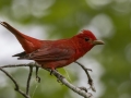 Summer Tanager -  Barkley Wildlife Management Area - Stewart County - TN, April 29, 2024