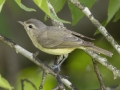 Warbling Vireo - Cheatham Dam Right Bank - Cheatham County, TN - May 16, 2024