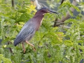 Green Heron - Indian Mound - Steward County - TN, May 10 2024