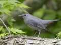 Gray Catbird -  Barkley Wildlife Management Area - Stewart County - TN, April 29, 2024