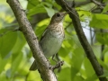 Veery -  Barkley Wildlife Management Area - Stewart County - TN, May 5, 2024