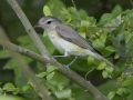 Warbling Vireo - Cheatham Dam Right Bank - Cheatham County, TN - May 16, 2024