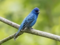 Indigo Bunting -  Barkley Wildlife Management Area - Stewart County - TN, April 29, 2024