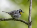 Yellow-throated Warbler -  Barkley Wildlife Management Area - Stewart County - TN, April 29, 2024