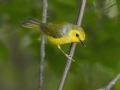 Hooded Warbler - Gatling Point Rec Area (36.5575,-87.9038), Stewart, Tennessee, United States, June 11, 2024v