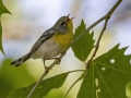 Northern Parula - Paris Landing SP--Campground, Henry, Tennessee, United States, June 7, 2024