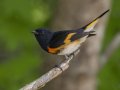 American Redstart -  Barkley Wildlife Management Area - Stewart County - TN, April 29, 2024