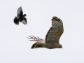 Eastern Kingbird chasing Red-shouldered Hawk - Cheatham Dam Right Bank - Cheatham County, TN - May 16, 2024