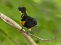 American Redstart -  Barkley Wildlife Management Area - Stewart County - TN, April 29, 2024
