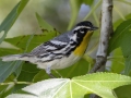 Yellow-throated Warbler