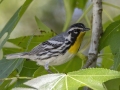 Yellow-throated Warbler