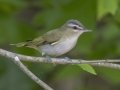 Red-eyed Vireo - Barkley Wildlife Management Area - Stewart County - TN, April 29, 2024