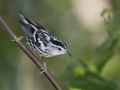 Black-and-white Warbler - Gatling Point Rec Area (36.5575,-87.9038), Stewart, Tennessee, United States, June 11, 2024