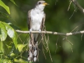 Yellow-billed Cuckoo - Tennessee NWR- Duck River Unit - Pool 2 - Clear Lake, Humphreys County, TN, May 30, 2024