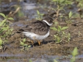 Semipalmated Plover - Cross Creeks NWR-- Area 4 -  Stewart County, TN, May 25, 2024