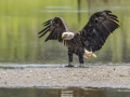 Bald Eagle - US-TN-Dover - 36.5004x-87.7779 - Jun 20, 2015, 4:54 PM, Stewart, Tennessee, United States, July 3, 2024 (A hard landing causing a backsplash of water and mud. This Bald Eagle was harassing a Great Blue Heron to drop a fish in an attempt to snatch it.)