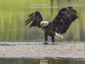 Bald Eagle - Cross Creeks, Dover, Stewart County, Oct 24. 2024
