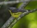 Magnolia Warbler - Indian Mound - Steward County - TN, May 10 2024