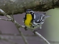 Yellow-throated Warbler - Cheatham Dam Right Bank - Cheatham County, TN - May 17, 2024