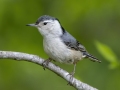 White-breasted Nuthatch - Barkley WMA - Stewart County _ TN, April 30, 2024