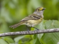 White-eyed Vireo - Barkley WMA - Stewart County _ TN, April 30, 2024