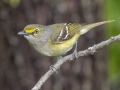 White-eyed Vireo - Barkley WMA - Stewart County _ TN, April 30, 2024