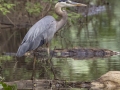 Great Blue Heron - Cross Creeks NWR--TN-49 Entrance, Stewart, Tennessee, United States, June 22, 2024