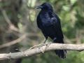 Fish Crow - Cross Creeks NWR--TN-49 Entrance, Stewart, Tennessee, United States, June 22, 2024