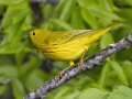 Yellow Warbler - Barkley WMA - Stewart County _ TN, April 30, 2024